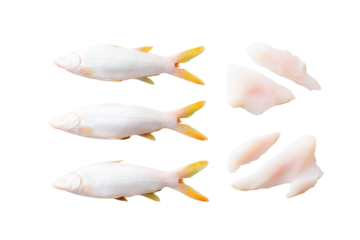 Top-view basa fish isolated, no background