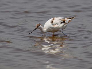 Pied Avocet Foraging in Shallow Water Wetland Habitat