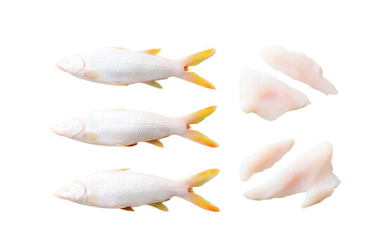 Top-view basa fish isolated, no background