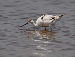 Pied Avocet Foraging in Shallow Water Wetland Habitat