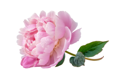 Isolated peony cluster detail flat lay, no background