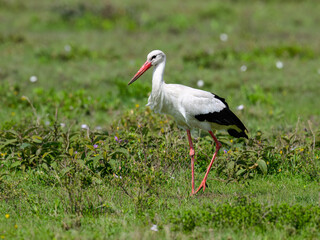 White Stork Foraging in Green Meadow