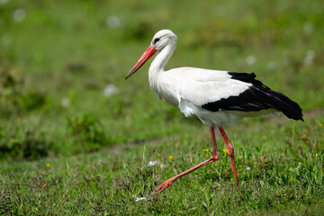 White Stork Walking in Green Meadow During Springtime