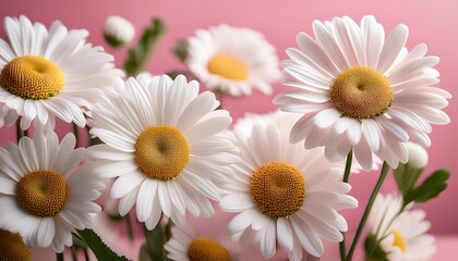 Obraz premium white daisies in a pink setting