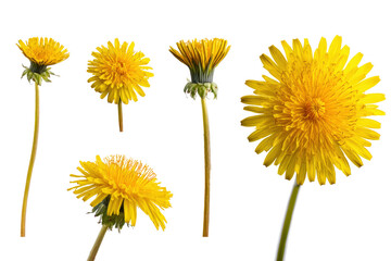 Flat-lay studio photo of yellow dandelion single bloom centered, soft lighting, top-down view, isolated on black background highlighting golden rays and jagged leaves