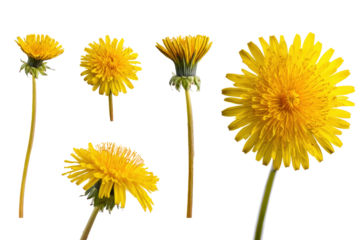 Flat-lay studio photo of yellow dandelion single bloom centered, soft lighting, top-down view, isolated on black background highlighting golden rays and jagged leaves