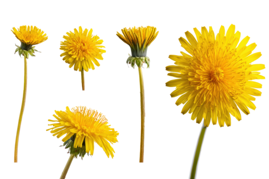 Flat-lay studio photo of yellow dandelion single bloom centered, soft lighting, top-down view, isolated on black background highlighting golden rays and jagged leaves