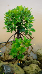 mangrove tree