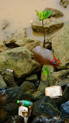 mangrove and waste in the water