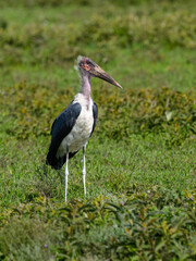 Marabou Stork Standing in African Grassland