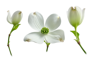 Flat-lay studio photo of single white dogwood blossom centered, soft lighting, top-down perspective, isolated on black background showing four cream petals and vibrant green textured bract