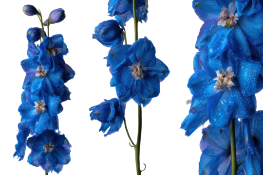 Flat-lay studio photo of blue delphinium stems symmetrically arranged, soft lighting, top-down view, isolated on black background revealing elegant vertical flowers