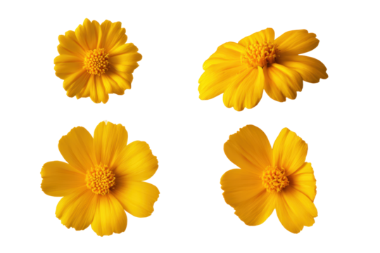 Flat-lay studio photo of desert marigold blooms symmetrically arranged, soft lighting, top-down view, isolated on black background revealing golden disks