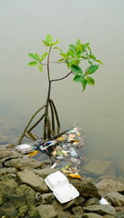 mangrove and waste in the water