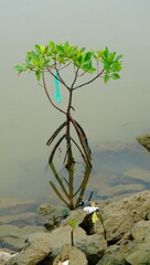 mangrove and waste in the water