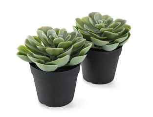 Artificial succulents on white background