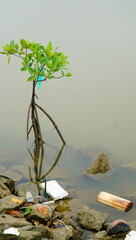mangrove and waste in the water