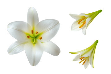 Fototapeta premium Flat-lay studio composition of Easter lily blooms symmetrically arranged, soft lighting, top-down angle, isolated on white background revealing pristine petals and bright anthers