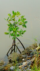 mangrove tree