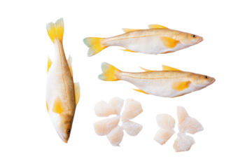 Flat-lay studio image of single European hake fish centered, bright lighting, top-down view, isolated on black background highlighting silvery skin and lean white fillet