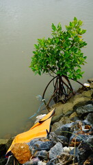 mangrove and waste in the water