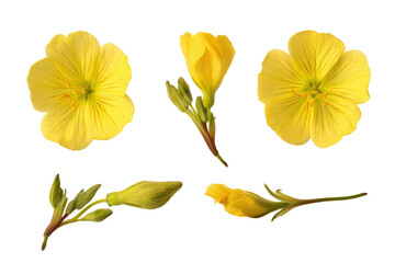 Flat-lay studio photo of clustered evening primrose blooms, soft lighting, top-down perspective, isolated on black background displaying vivid golden petals