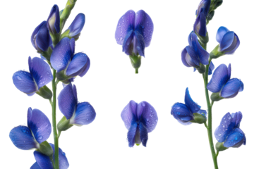 Flat-lay studio photo of blue false indigo single raceme centered, soft lighting, top-down view, isolated on black background highlighting indigo pea-shaped blossoms