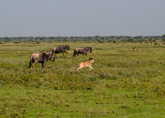Adult and Juvenile Wildebeest Grazing in Open Grassland