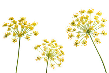 Flat-lay studio photo of fennel flower umbels symmetrically arranged, soft lighting, top-down angle, isolated on black backdrop revealing golden lace-like clusters