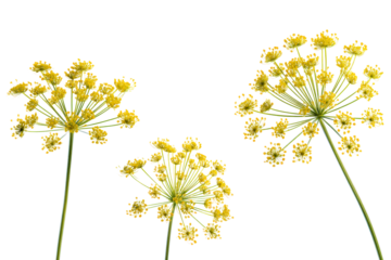 Flat-lay studio photo of fennel flower umbels symmetrically arranged, soft lighting, top-down angle, isolated on black backdrop revealing golden lace-like clusters