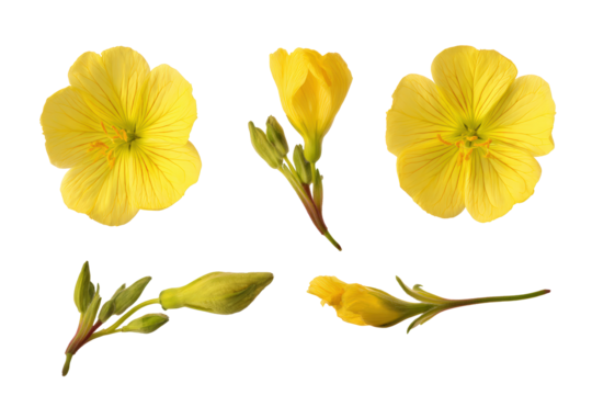 Flat-lay studio photo of clustered evening primrose blooms, soft lighting, top-down perspective, isolated on black background displaying vivid golden petals
