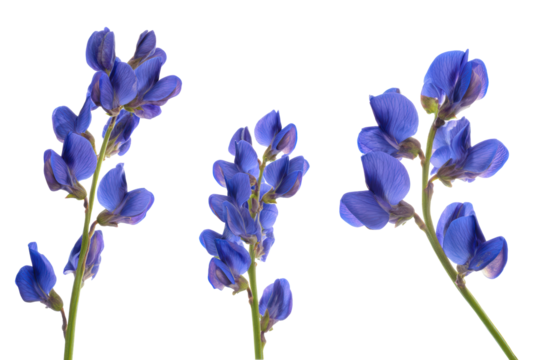 Flat-lay studio photo of false indigo stems symmetrically arranged, soft lighting, top-down angle, isolated on black backdrop revealing cobalt pea blooms