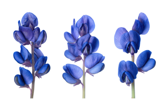 Flat-lay studio photo of clustered false indigo racemes, soft lighting, top-down perspective, isolated on black background displaying rich cobalt blooms