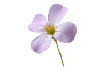 Obraz premium Flat-lay image of meadow flowers symmetrically arranged, bright lighting, top-down angle, isolated on white backdrop revealing gentle pastel colour palette