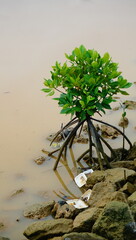 mangrove tree