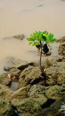 mangrove and waste in the water