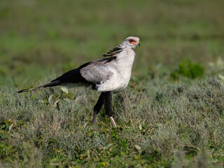 Secretary Bird Walking Through Grassland Habitat
