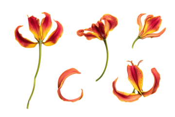 Flat-lay studio photo of clustered flame lily blooms, bright lighting, top-down perspective, black backdrop emphasizing dramatic curling petals