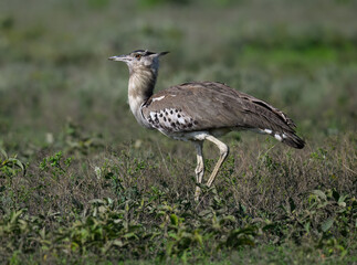Kori Bustard Walking in Grassland Habitat

