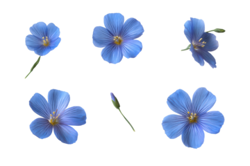 Flat-lay studio photo of single blue flax flower centered, soft lighting, top-down view, isolated on white background highlighting sky-blue petals and golden eye