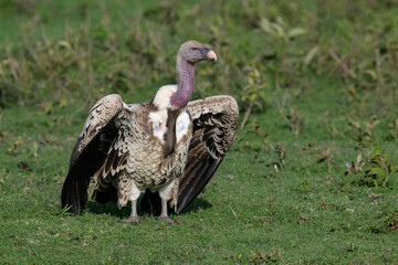 Ruppell's Griffon Displaying Wings in Grassland Habitat