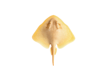 Flat-lay photo of mirrored freshwater stingrays, bright lighting, top-down angle, white backdrop emphasizing twin spotted discs and elegant tails