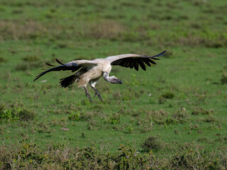 White-Backed Vulture Landing on Grassland
