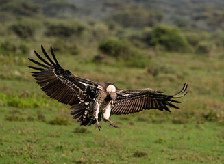 Ruppell's Griffon Landing in African Grassland