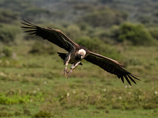  Ruppell's Griffon Landing in African Grassland