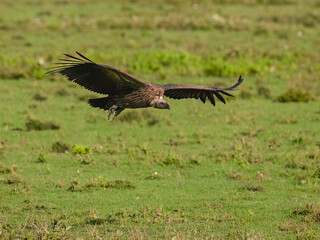 White-backed Vulture Flying Over Grassland Habitat
