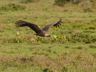 White-backed Vulture Flying Over Grassland Habitat