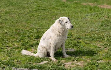 A stray huge white female dog, begging for food. A pet in the wild.
