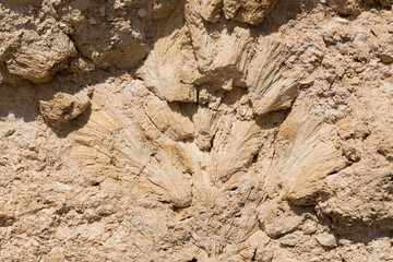 Fossil corals of the Red Sea. Ancient creatures, turned into stone. Reef corals.