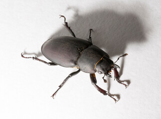 Lucanus cervus is the best-known species of stag beetle (family Lucanidae) in Western Europe. Imago, a female insect on, a white background.